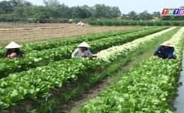 Mô hình hợp tác xã nông sản ở Tân Lý Tây – Huyện Châu Thành.
