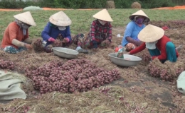 Xã Tân Điền, huyện Gò Công Đông thu hoạch củ hành tím