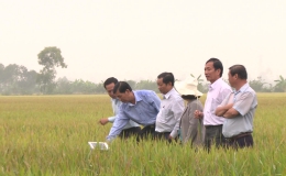 Sở NN&PTNT Tiền Giang tham quan mô hình canh tác lúa thông minh