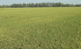 Sau Tết, nông dân Cái Bè chuẩn bị thu hoạch lúa Đông Xuân