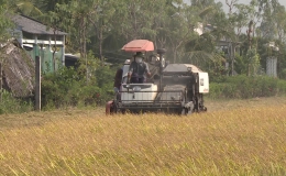 Gò Công Đông thu hoạch lúa Đông xuân