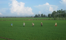 ĐBSCL: Hơn 30.700 ha lúa bị nhiễm bệnh muỗi hành