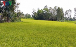 Chống hạn, mặn “cứu” hơn 1,6 triệu ha lúa ở ĐBSCL