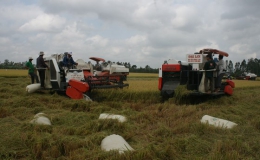 Lúa “sốt” theo hợp đồng xuất khẩu: Bước ngoặt tạo nền tảng vững chắc cho hạt gạo trên thương trường