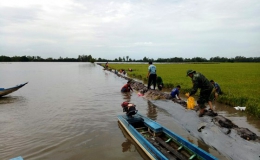 ĐBSCL khẩn cấp gặt lúa chạy lũ ở vùng biên giới