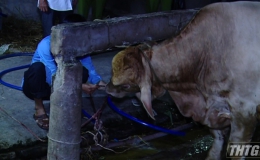 Công an Tiền Giang phát hiện cơ sở bơm nước vào gia súc trước khi giết mổ