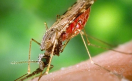 Bệnh nhi tử vong do sốt rét tăng mạnh