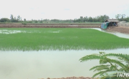 Tân Phú Đông áp dụng mô hình tôm lúa gần 300 hecta