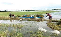 Nông dân ĐBSCL nhanh chóng thu hoạch lúa chạy lũ