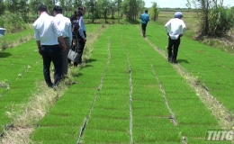 Tiền Giang triển khai dự án vùng sản xuất lúa ứng dụng công nghệ cao