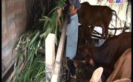 Hội viên Hội Người mù huyện Chợ Gạo ổn định cuộc sống nhờ dự án nuôi bò sinh sản