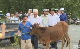 Quỹ Thiện Tâm trao 150 con bò giống cho hộ nghèo