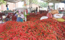 Ớt của Việt Nam bị Malaysia cấm nhập khẩu vì nhiều lô nhiễm thuốc bảo vệ thực vật