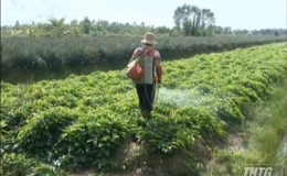 Tân Phước trồng hơn 150 hecta khoai mỡ trong mùa lũ