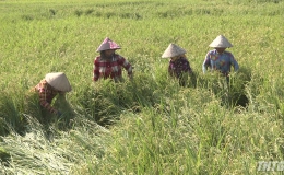 Tiền Giang khẩn trương khắc phục hơn 9.000 hecta lúa bị đỗ ngã do bão số 9