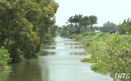Tiền Giang ban hành Chỉ thị kiểm soát lục bình trên các tuyến kênh thủy lợi