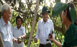 Chủ tịch UBND tỉnh Tiền Giang gặp gỡ nông dân trồng vú sữa