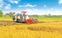 Gạo Việt đã xuất khẩu đi hơn 150 thị trường, cơ hội tiếp tục rộng mở