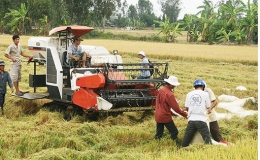 Thủ tướng yêu cầu mua sớm 200.000 tấn gạo dự trữ