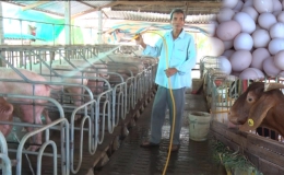 Hiệu quả bất ngờ từ mô hình chăn nuôi ‘tổng hợp’ ở Chợ Gạo