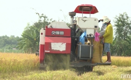Tiền Giang bắt đầu thu hoạch lúa Đông xuân 2018-2019