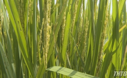 Hơn 130 hecta lúa Đông Xuân ở các huyện phía Đông có nguy cơ thiếu nước