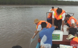 Tân Phú Đông thả gần 1 triệu con tôm giống ra môi trường tự nhiên