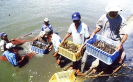 Xuất khẩu thủy sản: Hướng tới mục tiêu 10 tỷ USD