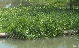 Lục bình và rác thải đã xuất hiện trở lại ở các tuyến kênh, rạch huyện Gò Công Đông