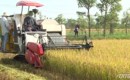 Các huyện phía Đông tỉnh Tiền Giang thu hoạch lúa đông xuân