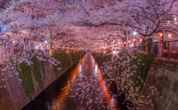 Sông Meguro – ‘nàng thơ’ giữa lòng Tokyo mùa hoa anh đào