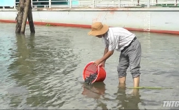 Chi cục thủy sản Tiền Giang thả hơn 100.000 con cá giống tái tạo nguồn lợi thủy sản