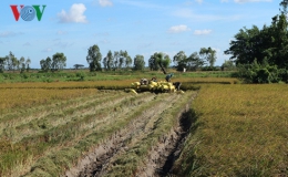 Phát triển lúa gạo bền vững: Liên kết nông dân thay vì chờ thương lái