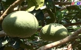 Cây lành trái ngọt “Quản lý phòng ngừa sâu bệnh trên cây bưởi”