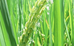 Bạn nhà nông “Chăm sóc lúa giai đoạn làm đòng và trổ”