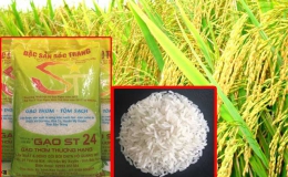 Gạo “ngon nhất thế giới” bị nhái tràn lan