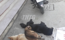 Công an Xã Bình Trưng bắt giữ 02 đối tượng trộm chó