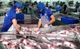 Cá da trơn Việt Nam được hoan nghênh tại thị trường Mỹ