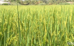 Khoảng 7.000 hecta lúa các huyện phía Đông gieo sạ trễ so với lịch thời vụ