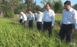 Lãnh đạo huyện Cái Bè kiểm tra tình hình dịch bệnh trên cây lúa