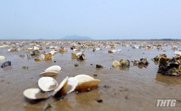Nghêu biển Tân Thành chết do nắng nóng và nhiễm khuẩn Vibrio parahaemolyticus