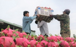 Nông sản Việt nhắm tới thị trường Ấn Độ thay Trung Quốc