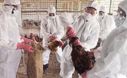 Viêm phổi cấp chưa qua, Hồ Nam lại bùng phát dịch cúm gia cầm H5N1