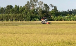 Hai kịch bản về an ninh lương thực, xuất khẩu gạo trong dịch Covid-19