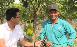 Cây lành trái ngọt: Mô hình 3 tầng cây trồng hiệu quả ở Tân Phước