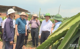 Bộ NN&PTNT khảo sát công tác chuyển đổi cây trồng của huyện Tân Phước