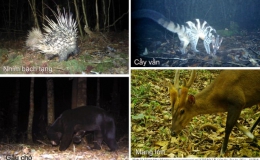 Phát hiện nhiều loài thú quý hiếm ở Vườn quốc gia Bidoup – Núi Bà