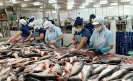 Giá cá tra thấp, nhiều hộ nuôi cá ở ĐBSCL lỗ nặng