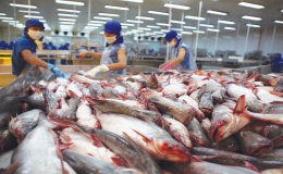 Cá tra Việt Nam vẫn “kẹt” thị trường xuất khẩu