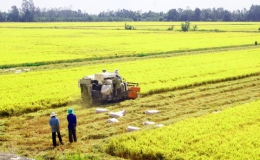 “Thời điểm vàng” để Việt Nam quảng bá thương hiệu gạo